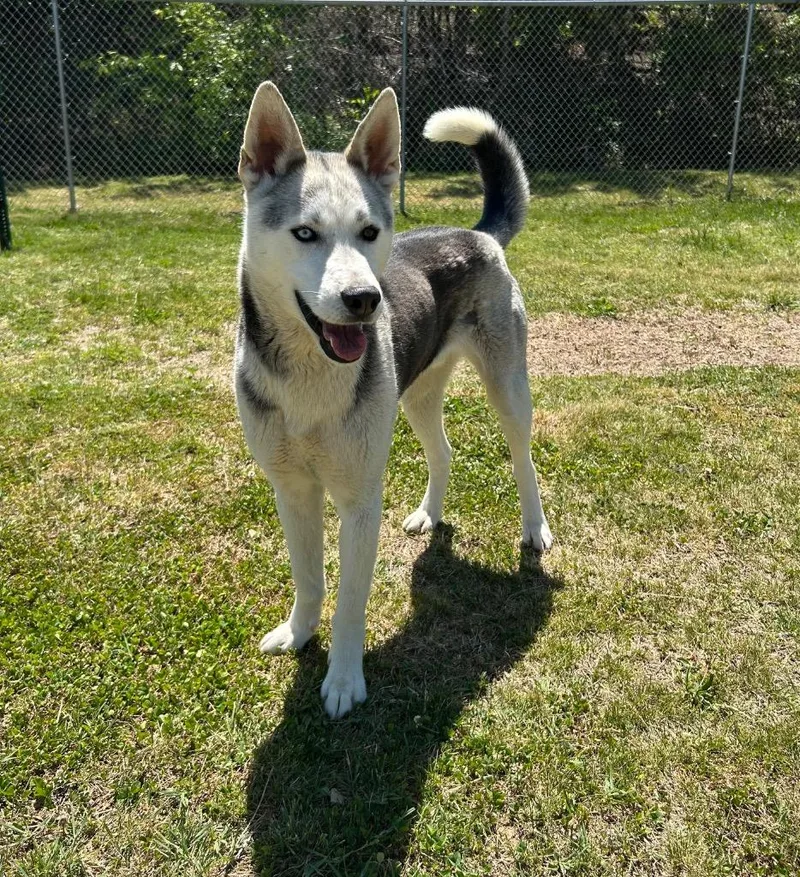 An adult medium-sized male Husky dog named Nimbus for adoption in Johnson City, TN