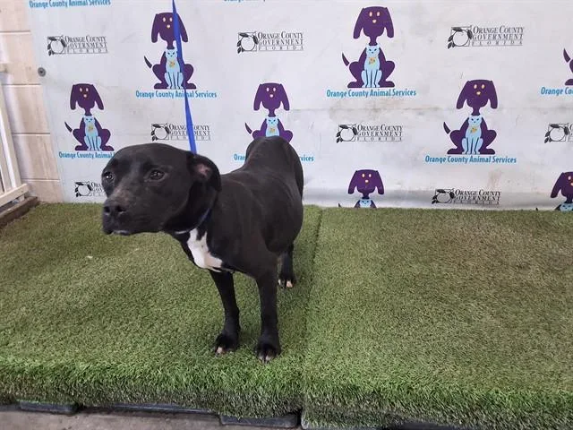 An adult medium-sized female Pit Bull Terrier dog named Krispy for adoption in Orlando, FL