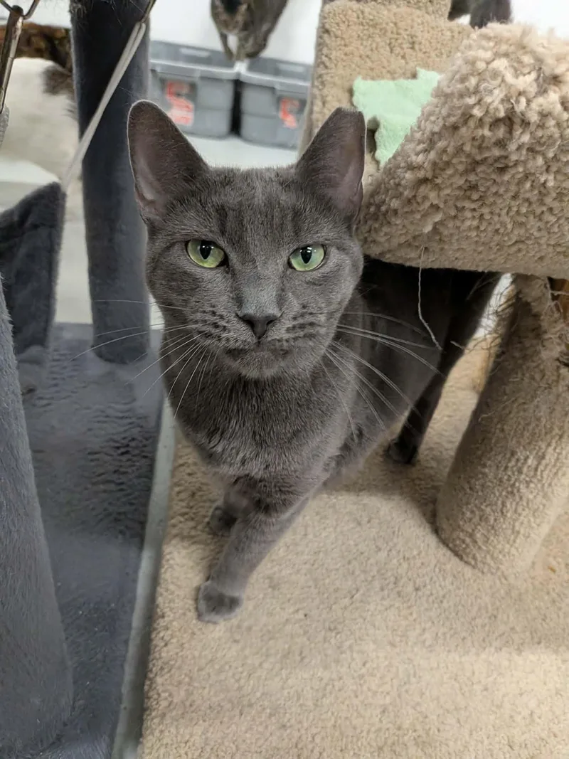 An adult medium-sized female Gray / Blue / Silver Domestic Short Hair cat named Relda for adoption in West Palm Beach, FL