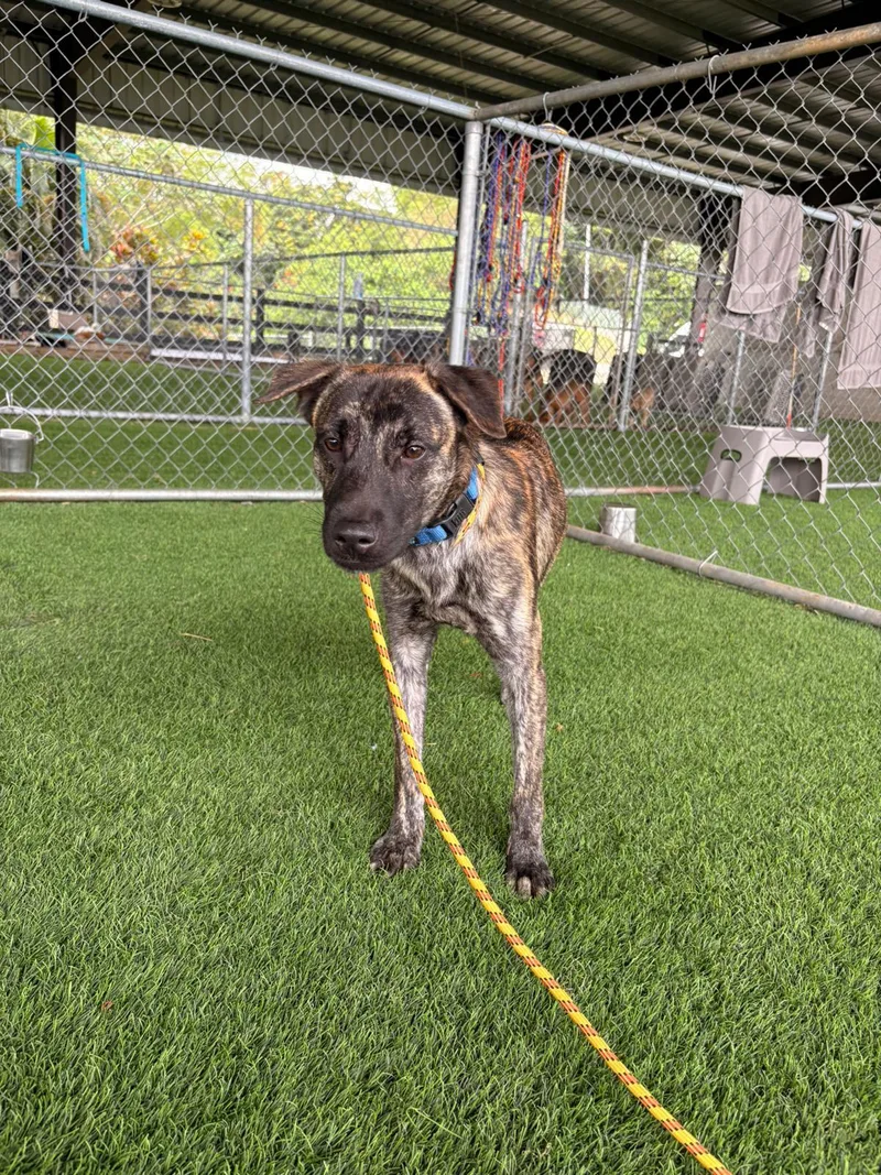 A young medium-sized male Mixed Breed dog named Lupo for adoption in Brooklyn, NY
