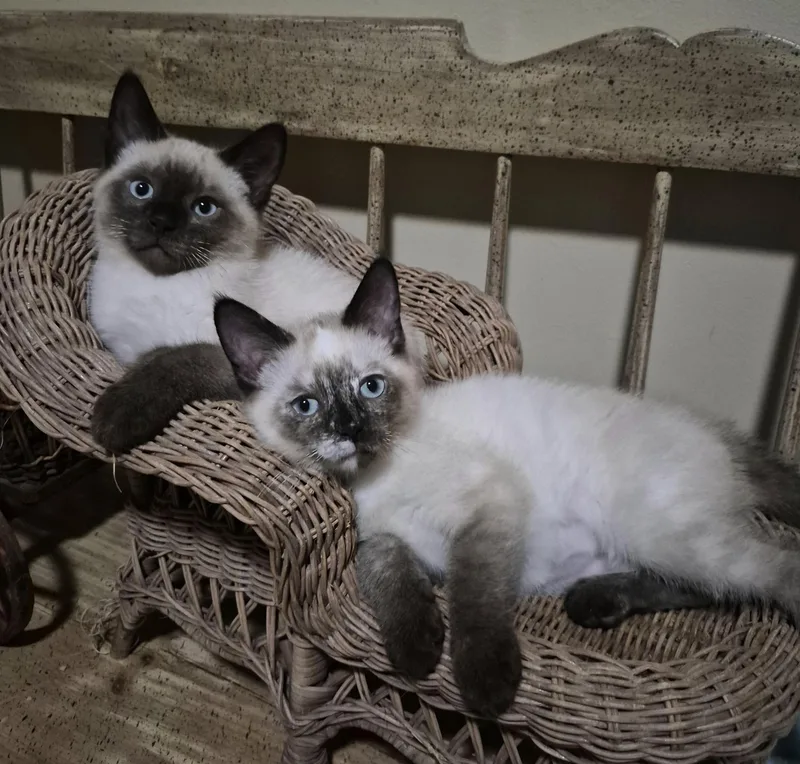 Valentino And Sophia thumbnail 2
