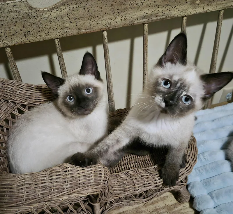 Valentino And Sophia thumbnail 5