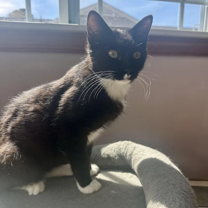 Chicken Noodle thumbnail 2