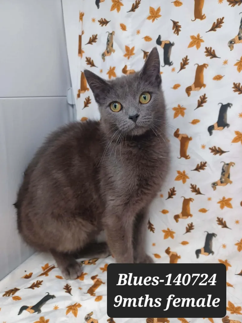 Blues