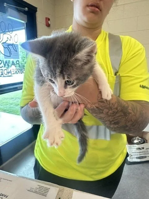 A baby small-sized male Domestic Short Hair cat named Captain Catastrophe Von Biscuit for adoption in Rome, GA