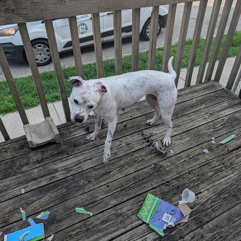 An adult medium-sized female White / Cream Pit Bull Terrier dog named Freya for adoption in Melbourne, KY