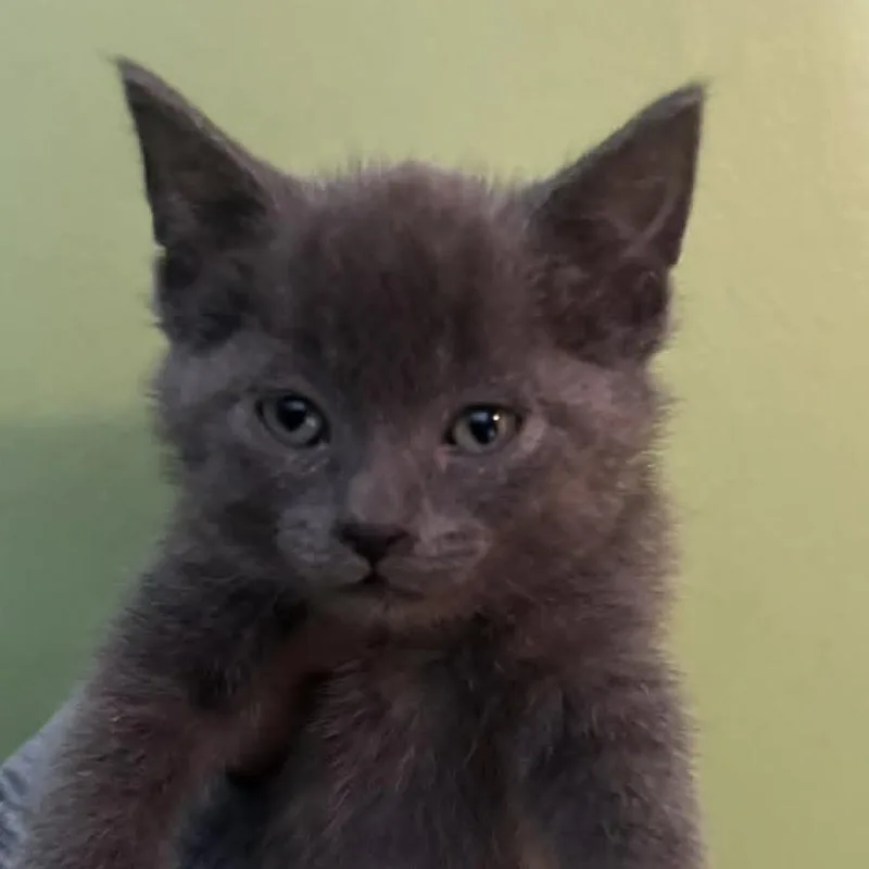 A baby small-sized female Gray / Blue / Silver Domestic Short Hair cat named Sally for adoption in LYLE, MN
