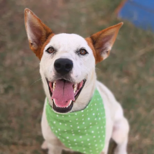 A young medium-sized male Shepherd dog named Spot for adoption in San Antonio, TX