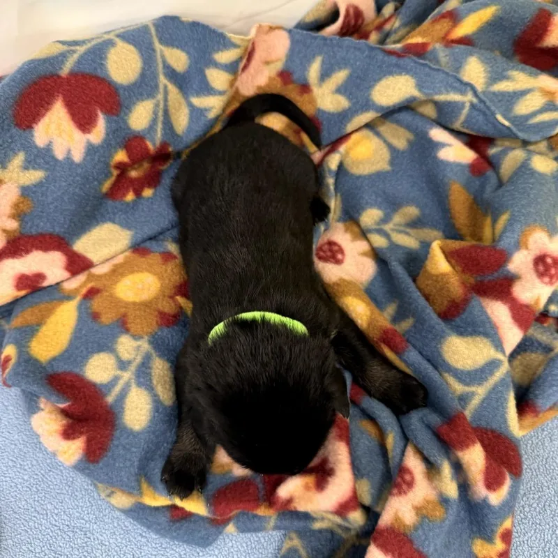 A baby medium-sized male Black Labrador Retriever dog named Luigi for adoption in North Bend, OR