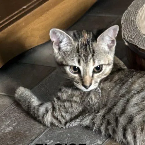 Eloise