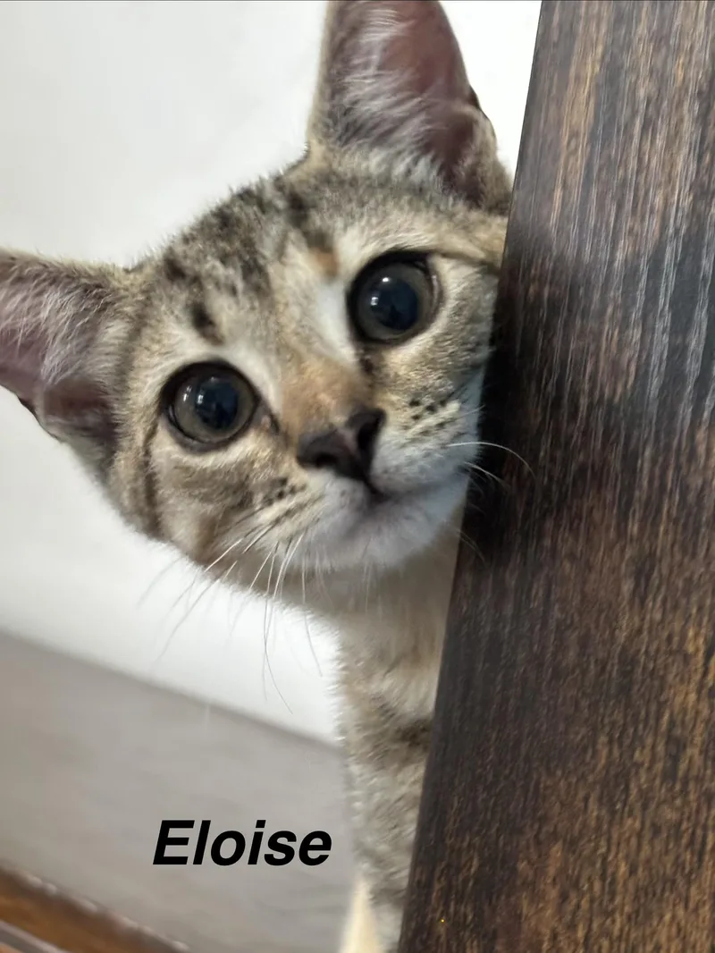 Eloise thumbnail 3