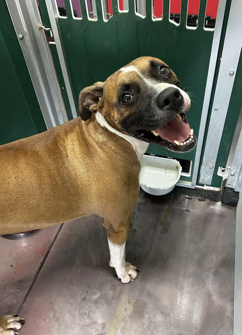 An adult extra large-sized male Boxer dog named Tank for adoption in Corning, AR
