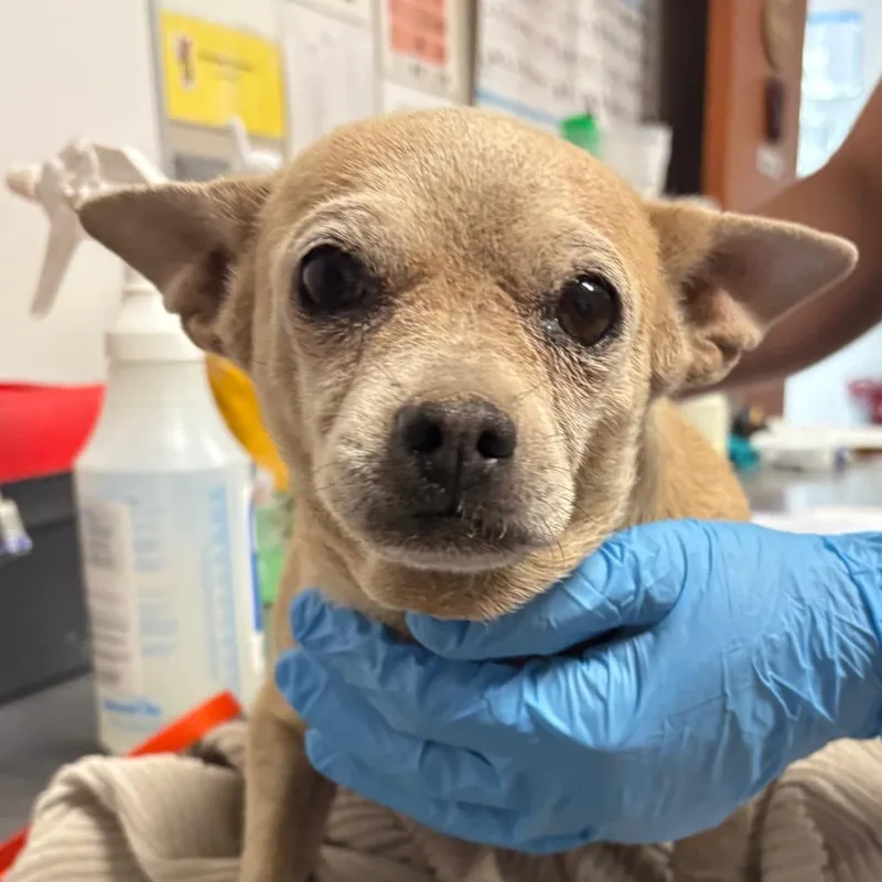 Chiquita