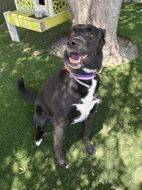 An adult large-sized female Australian Kelpie dog named Orchid for adoption in Castaic, CA