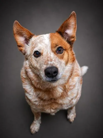 An adult medium-sized male Fox Terrier dog named Cubone for adoption in Bowling Green, KY