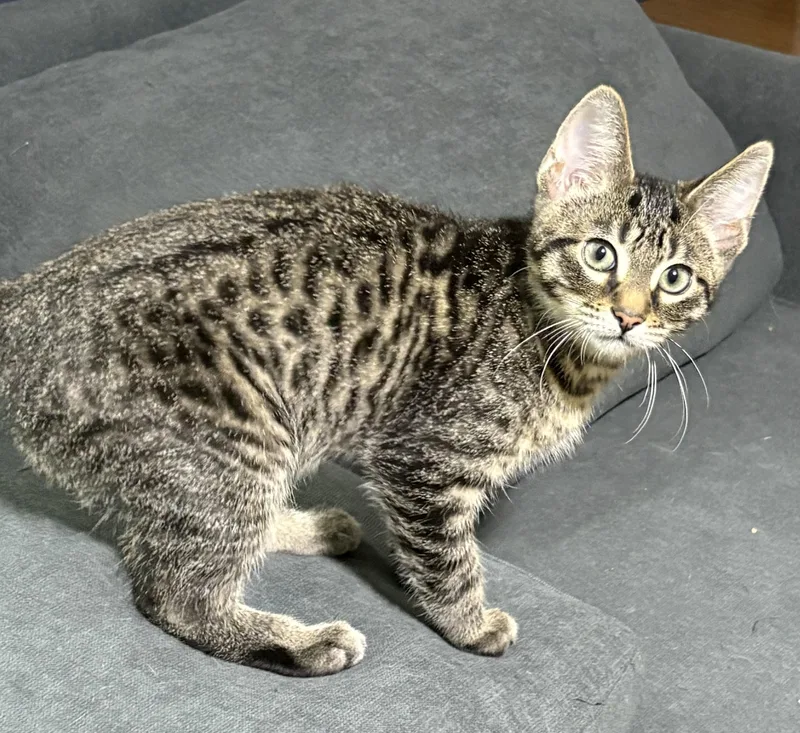 A baby medium-sized male Tabby (Brown / Chocolate) Domestic Short Hair cat named Waffle for adoption in Royal Oak, MI