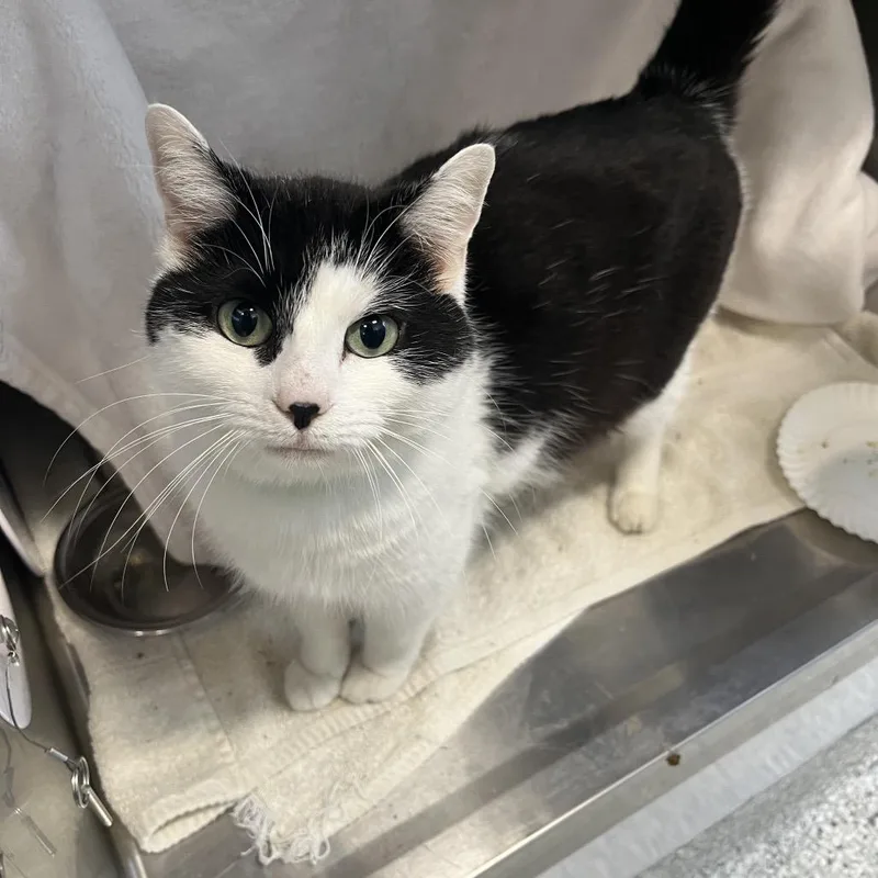 An adult medium-sized female Black Domestic Short Hair cat named Smore's for adoption in Fort Wayne, IN