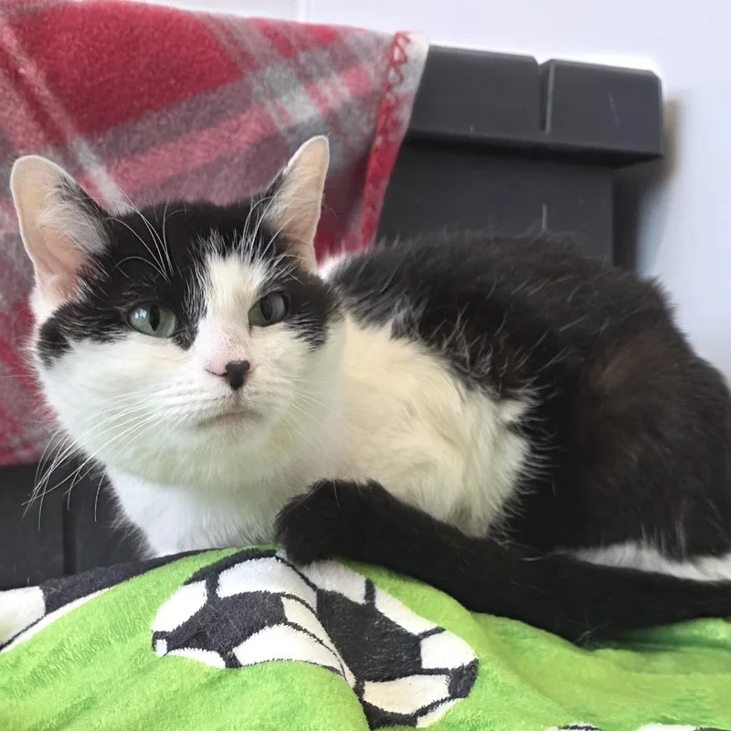 Smore's thumbnail 3