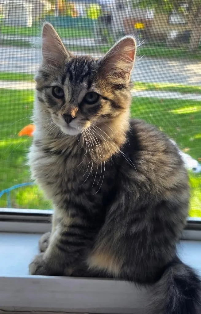 A baby small-sized female Domestic Short Hair cat named Chocolate Bar for adoption in Fond Du Lac, WI