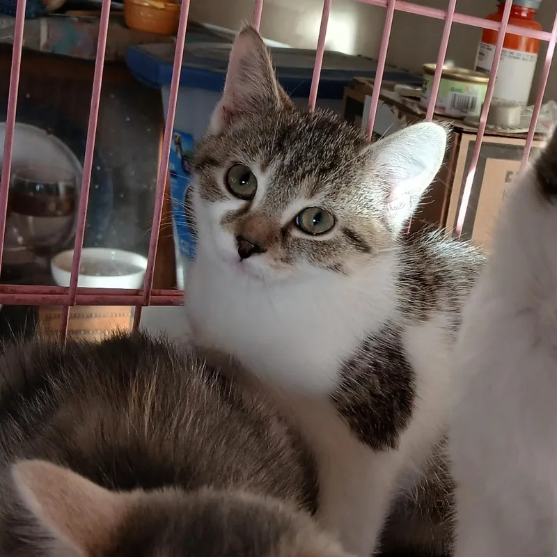 A baby small-sized female White Domestic Short Hair cat named Jacinta for adoption in Irwin, PA