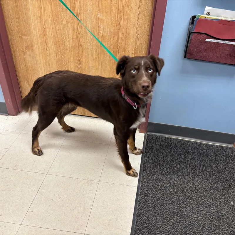 A young medium-sized female Brown / Chocolate Australian Shepherd dog named Topanga for adoption in St Joseph, MO