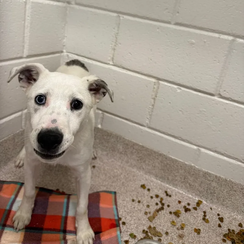 A young small-sized male Whippet dog named Chowder for adoption in Horn Lake, MS
