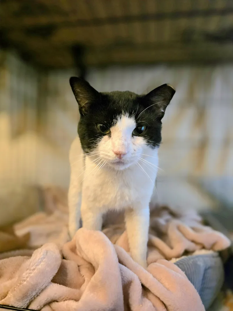 A young medium-sized male Black & White / Tuxedo Domestic Short Hair cat named Panna for adoption in Brooklyn, NY