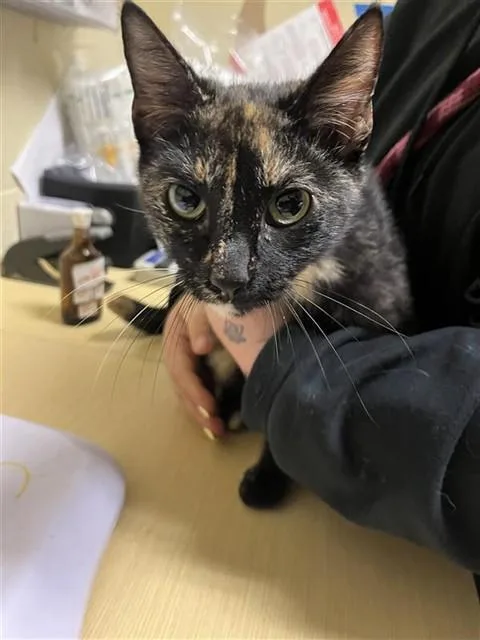 A young medium-sized female Domestic Short Hair cat named Bella for adoption in Sacramento, CA