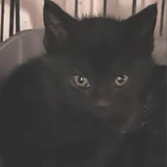 A baby small-sized female Black Domestic Short Hair cat named Basil for adoption in Oceanside, NY