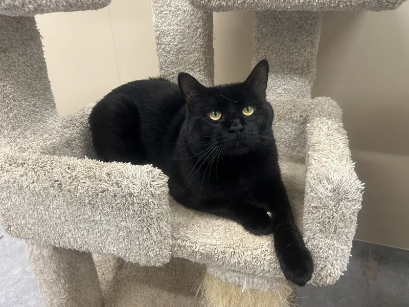 An adult extra large-sized male Black Domestic Short Hair cat named Brutus for adoption in Arlington, VT