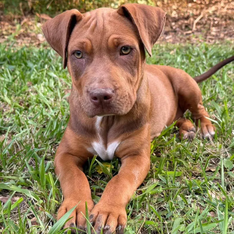 A baby large-sized female Black Mouth Cur dog named Millie for adoption in Grand Bay, AL