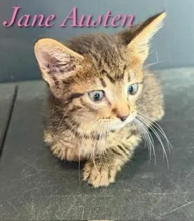 A baby medium-sized female Tabby cat named Jane Austen for adoption in Pleasanton, TX