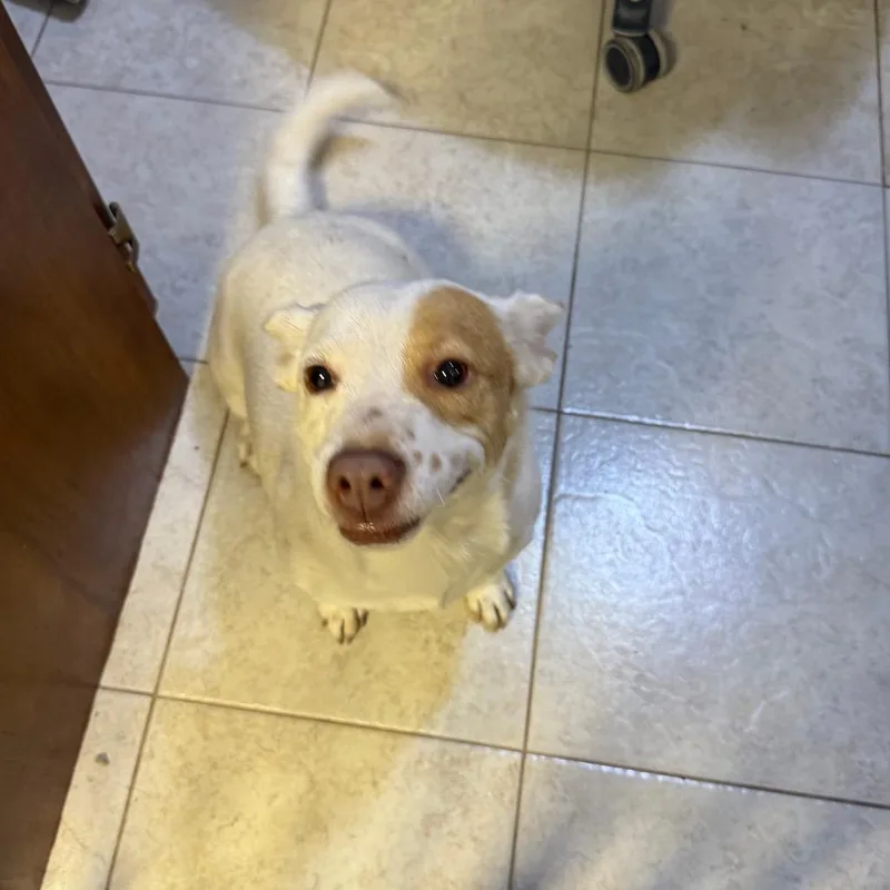 An adult small-sized female White / Cream Chihuahua dog named Chica for adoption in Casa Grande, AZ