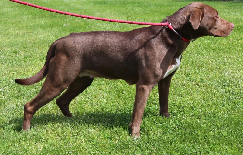 An adult medium-sized female Brown / Chocolate Labrador Retriever dog named Ruby for adoption in Heath, OH