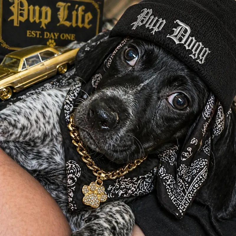 Snoop Dog thumbnail 2