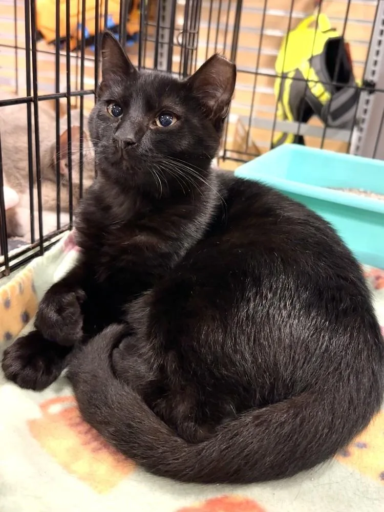 A baby small-sized male Black Domestic Short Hair cat named Isaac for adoption in Panama City Beach, FL