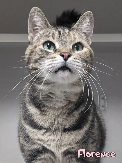 An adult medium-sized female Domestic Short Hair cat named Florence for adoption in Mason, MI
