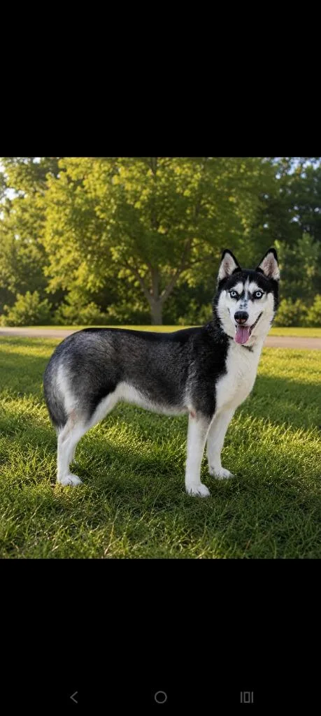 Nova