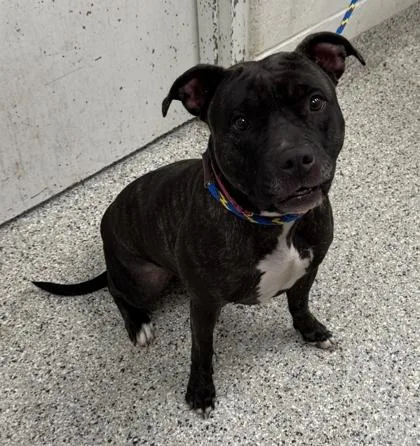 An adult large-sized female Black Pit Bull Terrier dog named Eva for adoption in Kansas City, MO