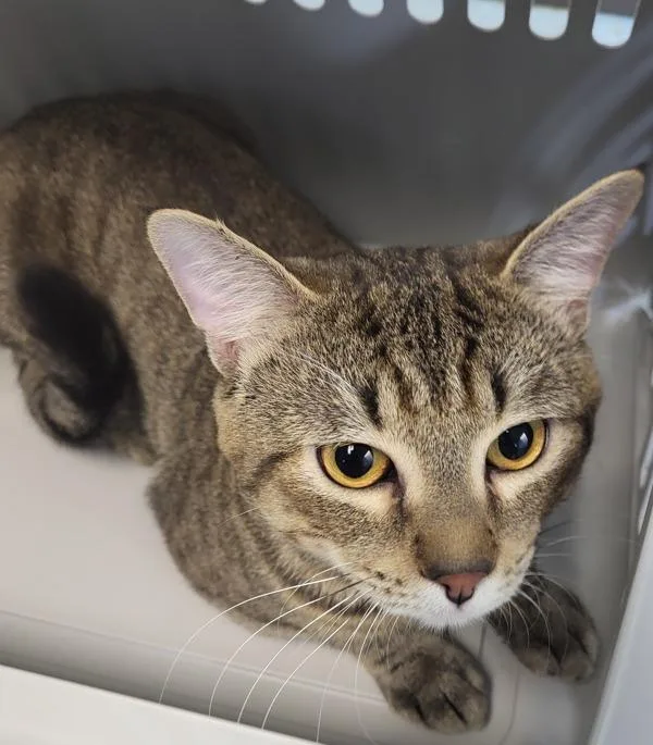 An adult small-sized male Domestic Short Hair cat named If for adoption in Lawrenceville, GA