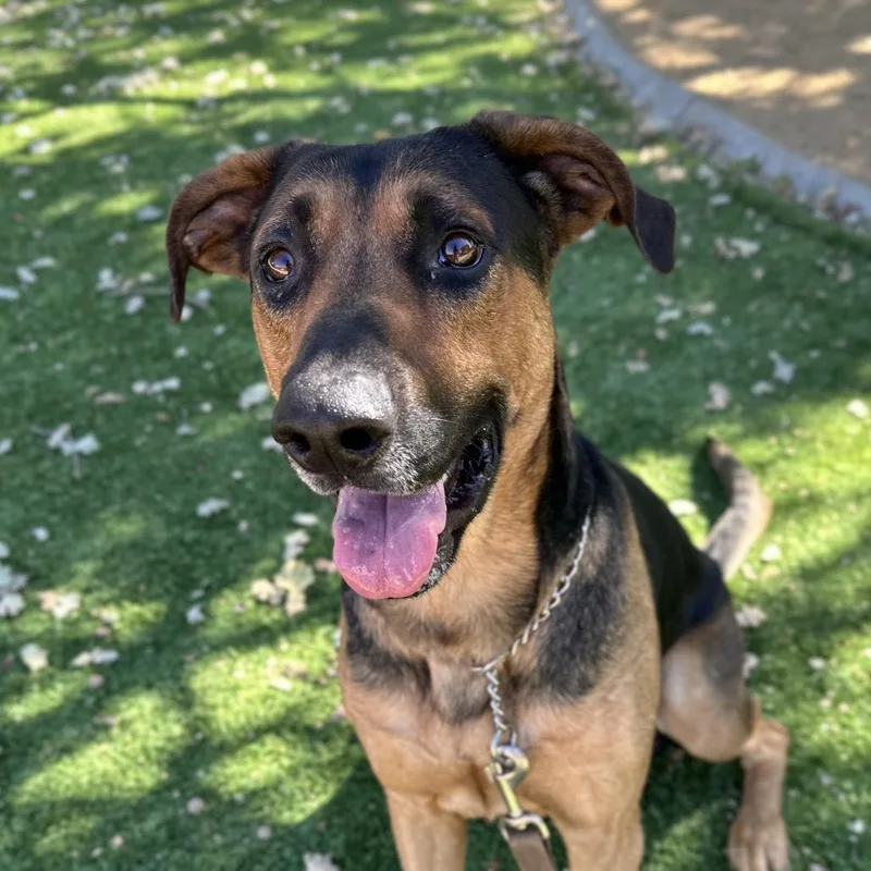 A young large-sized male Shepherd dog named Ichabod for adoption in Dublin, CA