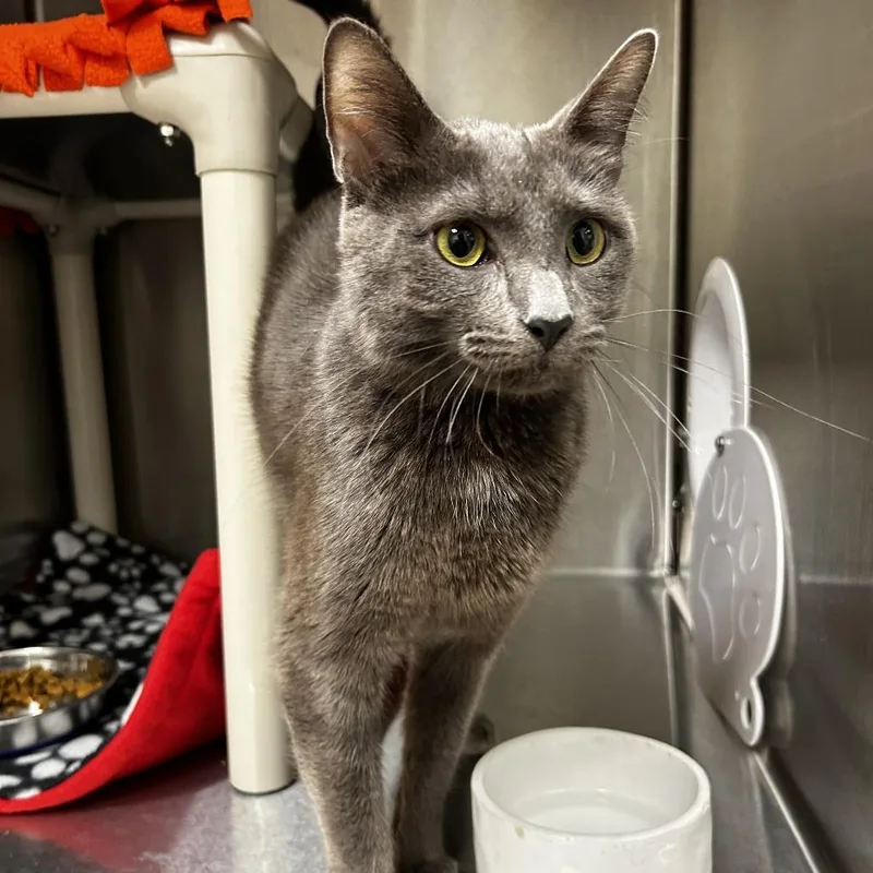 An adult medium-sized female Gray / Blue / Silver Domestic Short Hair cat named Song for adoption in Evanston, IL