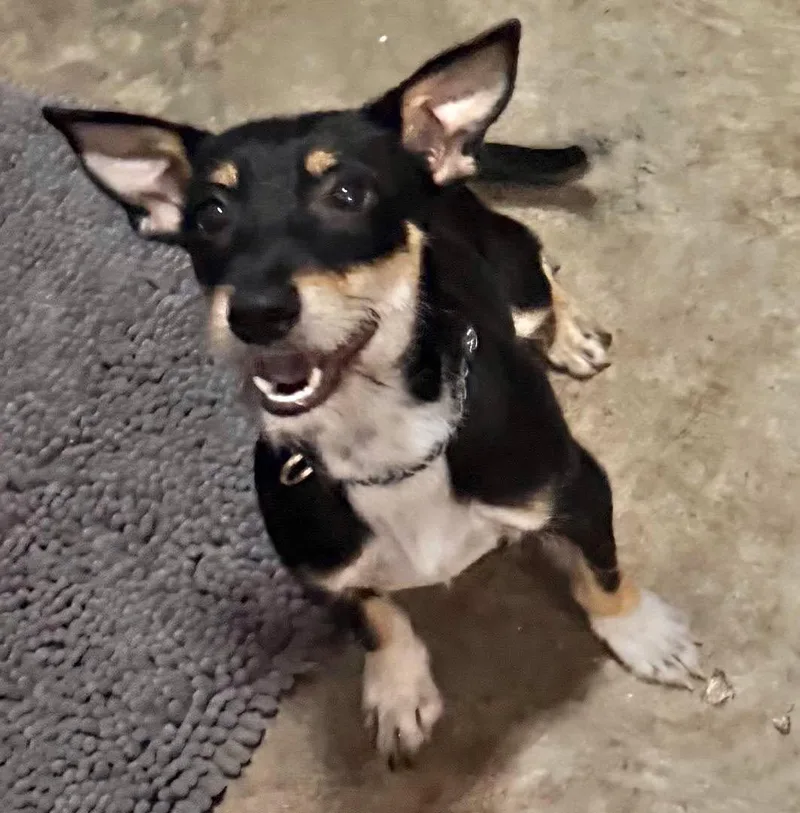 An adult small-sized female Terrier dog named Trixie for adoption in Grand Bay, AL