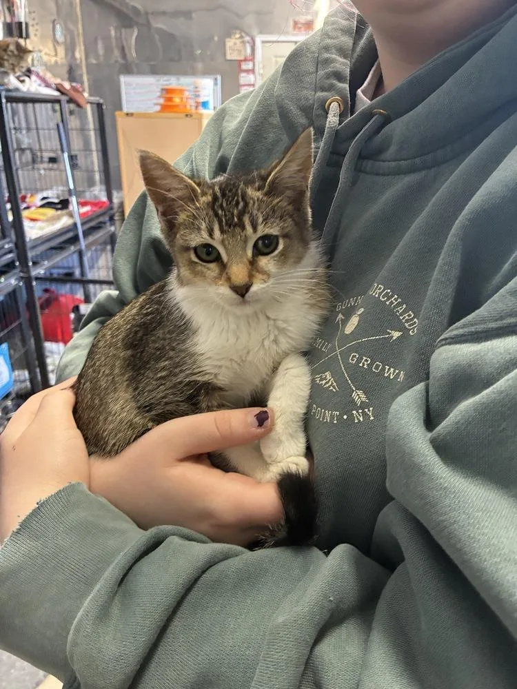 Susie Splatoon thumbnail 2