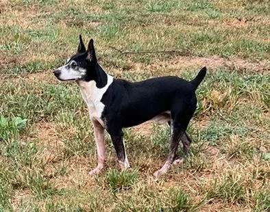 Screech + thumbnail 2