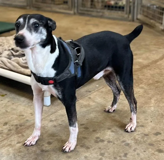 Screech + thumbnail 3