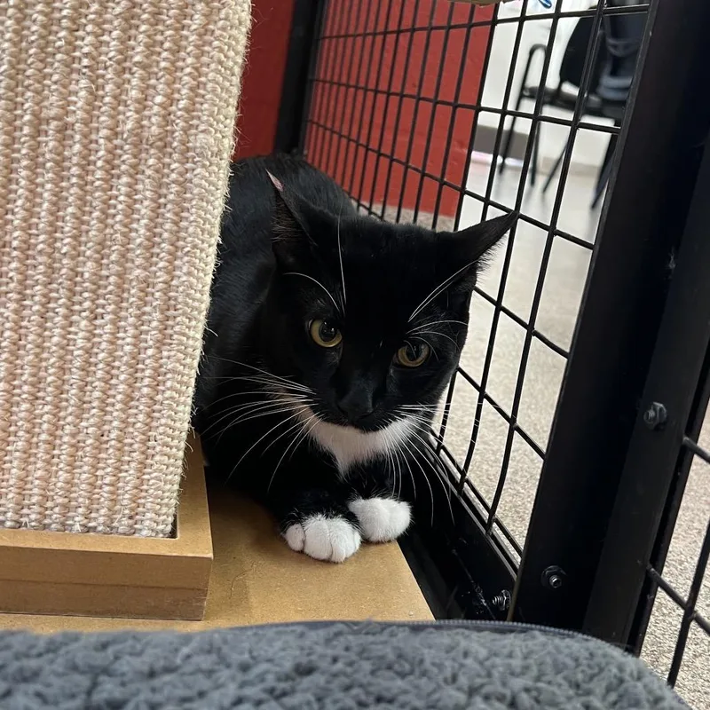 A young large-sized male Black Domestic Short Hair cat named Athos for adoption in Sarasota, FL