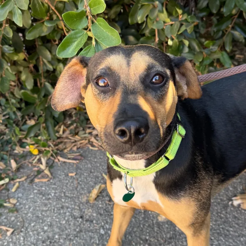 A young medium-sized female Black Shepherd dog named Eleanor Rigby for adoption in Santa Barbara, CA