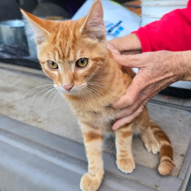 A baby medium-sized male Orange / Red Domestic Short Hair cat named Tiger for adoption in Pendleton, OR