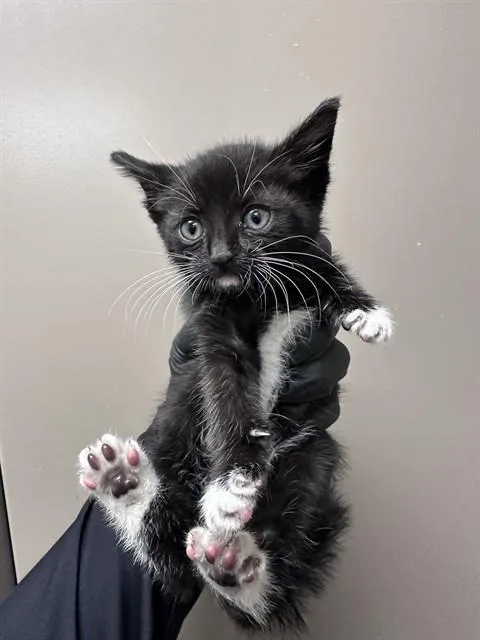 A baby small-sized female Domestic Medium Hair cat named Mittens for adoption in Ontario, CA